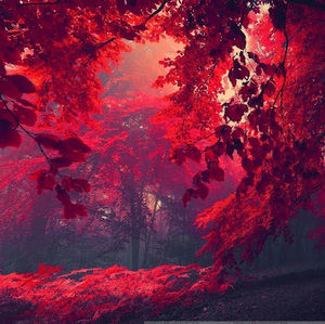 Meet your Posher, Albert